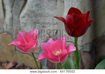 Pink and Red Tulips