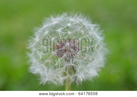 Dandelion in seed