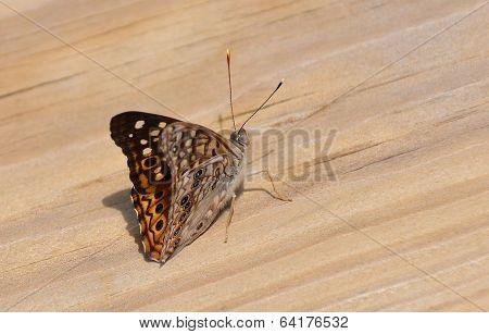 Butterfly / Moth