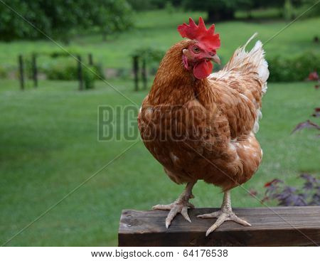 Chicken