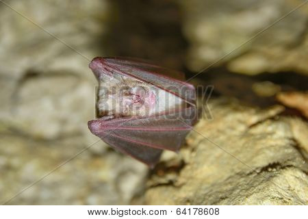 greater horseshoe bat rhnolophus ferrumequinum
