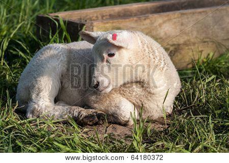 Lamb