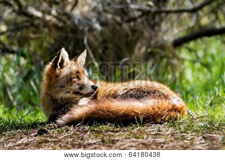 Fox Head