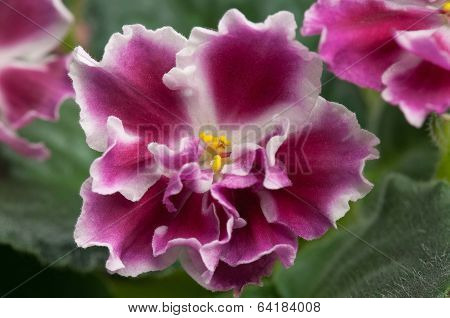 Violet Flower