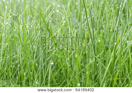 Green Grass In Drops Of Dew