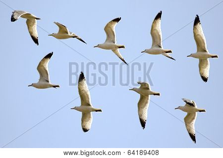 Flight Of The Gulls