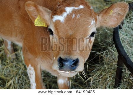Calf close-up