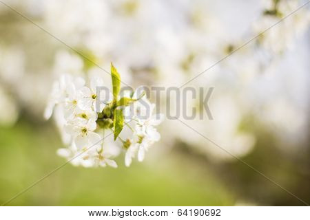 Spring Tree Blossom
