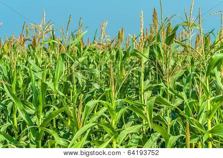 Corn In A Field