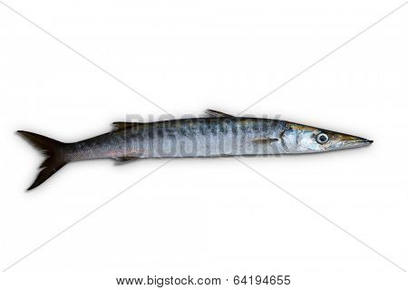 Barracuda fish Sphyraena isolated on white background