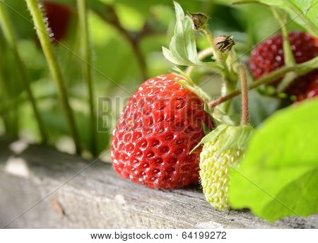 strawberry