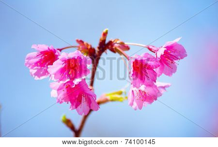 Cherry blossom