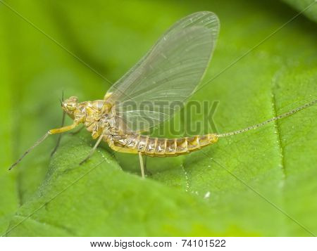 Mayfly, Close-up