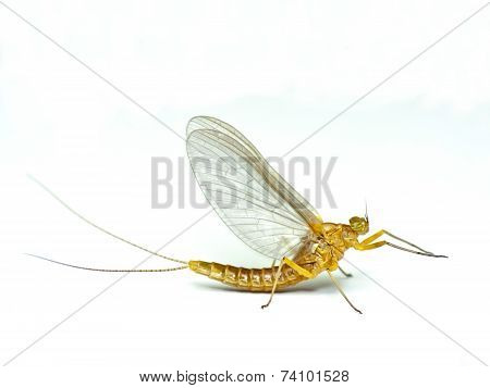 Mayfly
