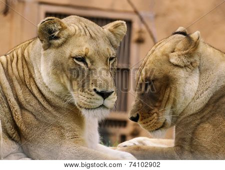 Lions