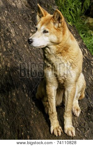 The dingo or Canis Lupus is a free-ranging dog found mainly in Australia, as well as Southeast Asia.