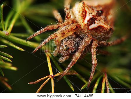 Spider waiting for the kill