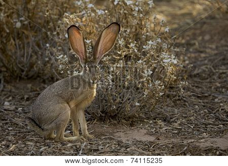 Desert Jack Rabbit