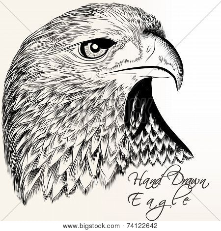 Hand Drawn Vector Eagle Close Up