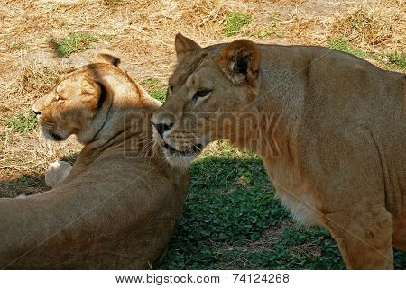 Lioness and lionet on grass
