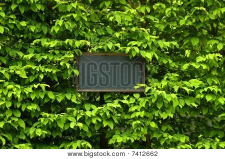 Ihr Text hier auf grünes Blatt