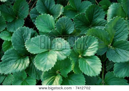 Bush jahoda