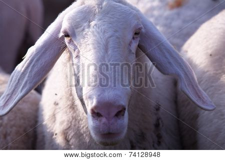 Close Up Of Sheep Snout