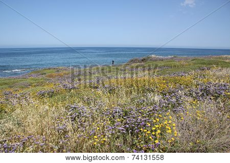 wild beach