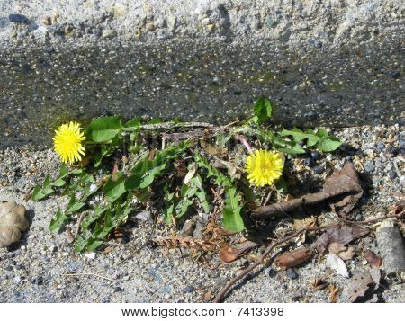 Dandilions บนผิว