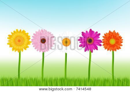 Daisies มีสีสัน