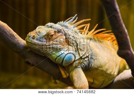 Big iguana lizard in terrarium - animal background