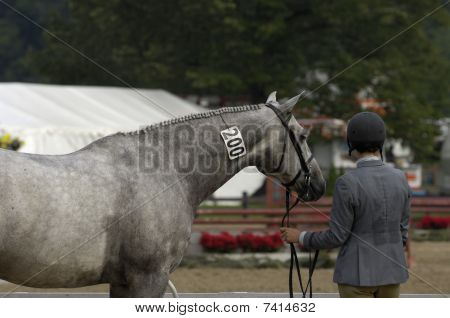 Caballo y jinete en un caballo Show