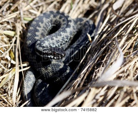 Adder wiosna
