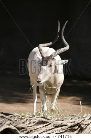 Addax antilope