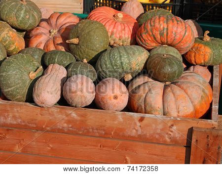Many Mature Pumpkins For Sale Directly By The Farmer
