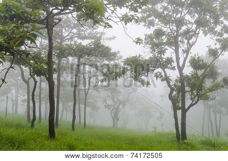 Tree And Flower Wild Siam Tulip Blooming Of Forest
