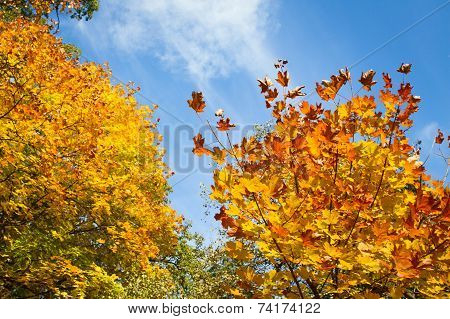 Autumn landscape