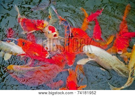 Good Luck Fish In A Pool
