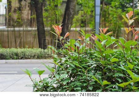 Green Plant