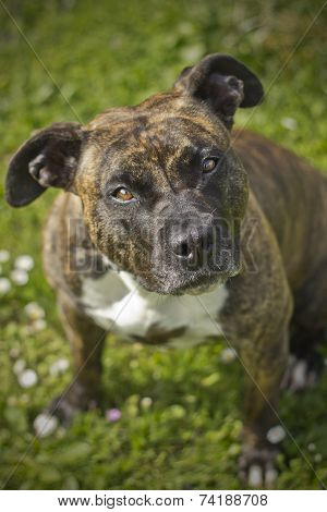 American Staffordshire Terrier Lee