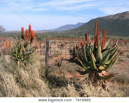 Aloe Winterveld