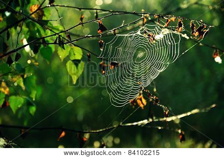 Spider web