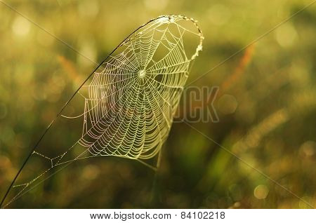 Spider web