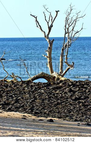 Dead Tree Andilana Beach Seaweed In Indian Ocean