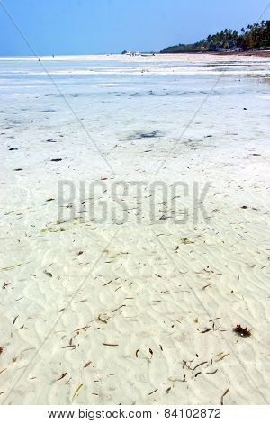 Seaweed Beach   In Zanzibar   Indian  Sailing