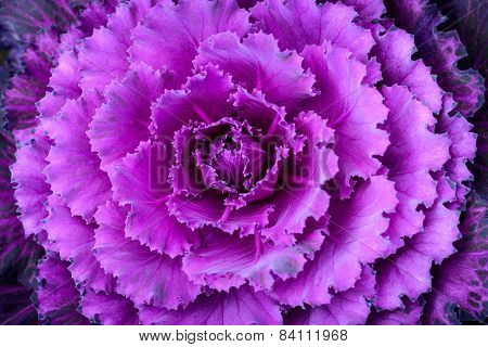 Close-up of fresh cabbage in the garden.
