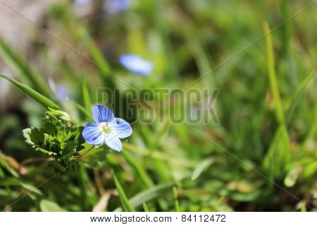 Green Field Speedwell