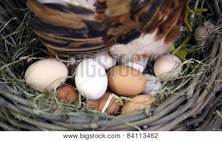Eggs And The Egg Hatching In The Farm's Henhouse
