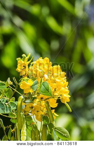 Senna Siamea Flower