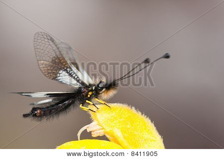 Ascalaphus